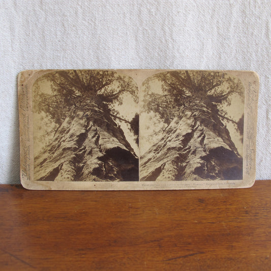 'Wawona' giant redwood sequoia very rare California stereocard, c. 1870 tree photo vintage antique