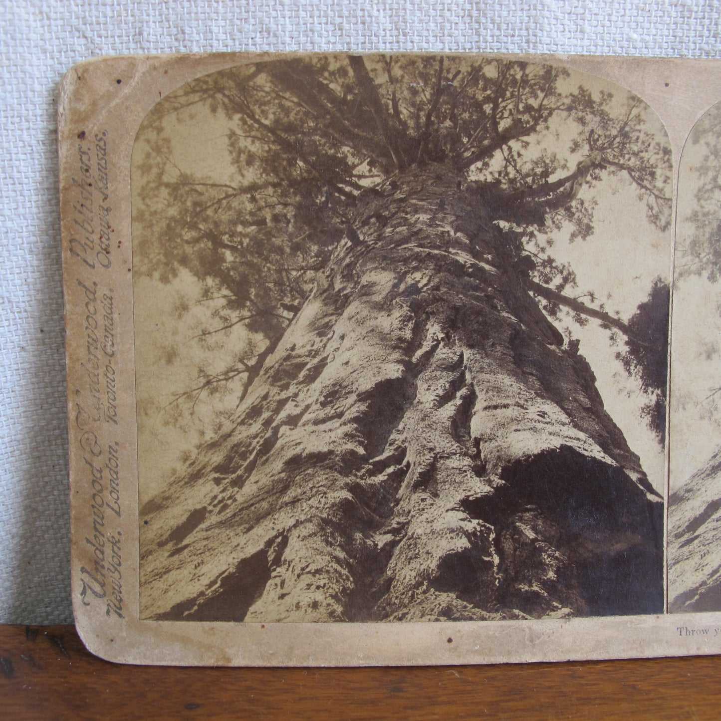 'Wawona' giant redwood sequoia very rare California stereocard, c. 1870 tree photo vintage antique