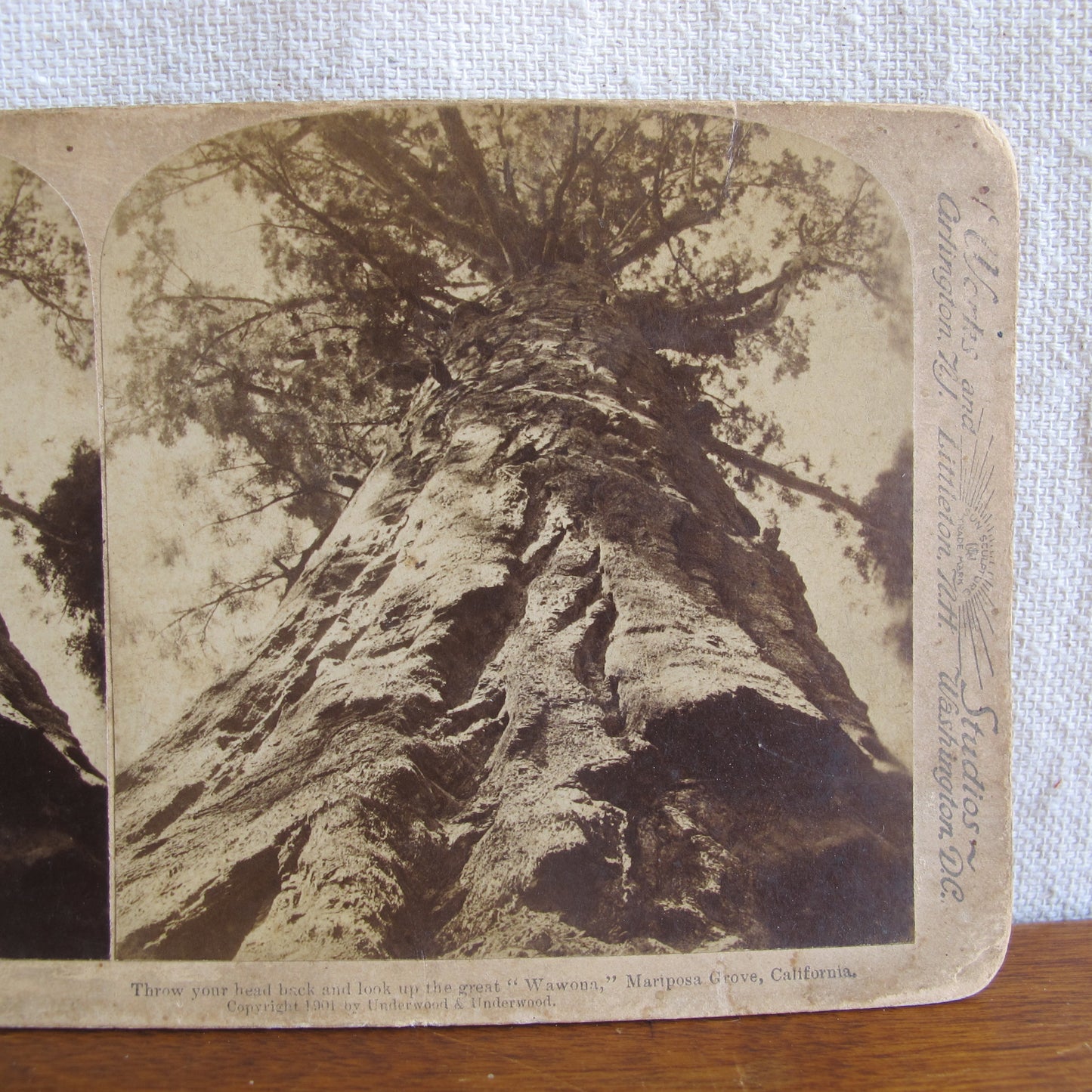 'Wawona' giant redwood sequoia very rare California stereocard, c. 1870 tree photo vintage antique