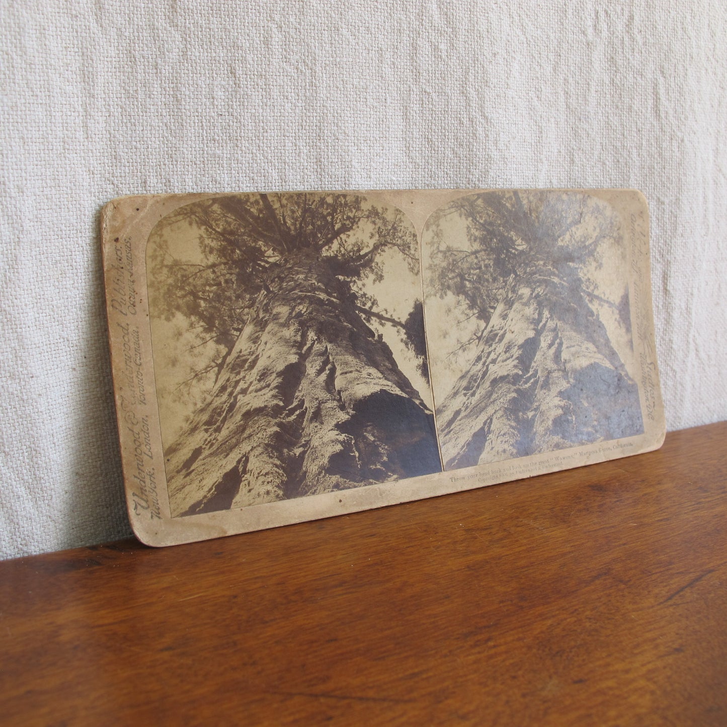 'Wawona' giant redwood sequoia very rare California stereocard, c. 1870 tree photo vintage antique