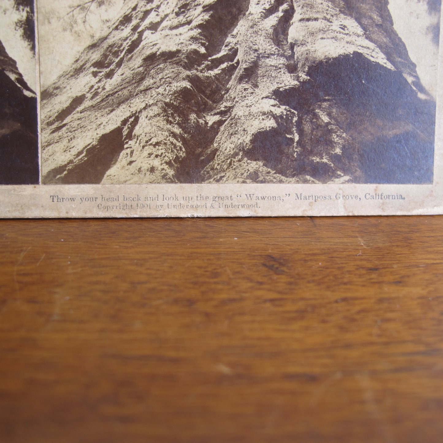 'Wawona' giant redwood sequoia very rare California stereocard, c. 1870 tree photo vintage antique
