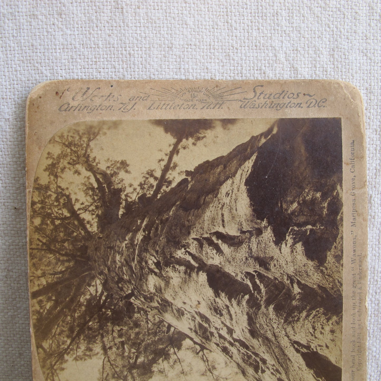 'Wawona' giant redwood sequoia very rare California stereocard, c. 1870 tree photo vintage antique