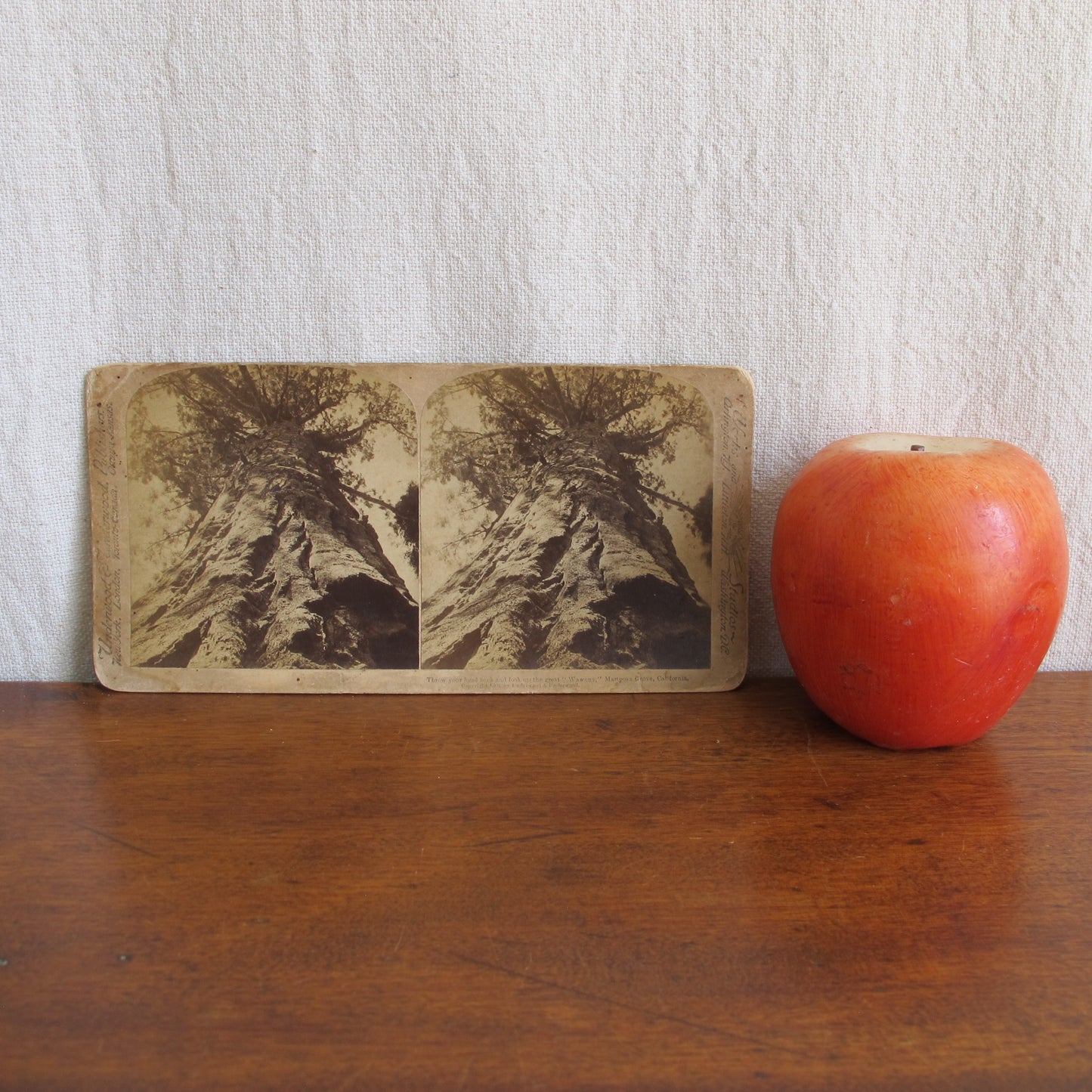 'Wawona' giant redwood sequoia very rare California stereocard, c. 1870 tree photo vintage antique
