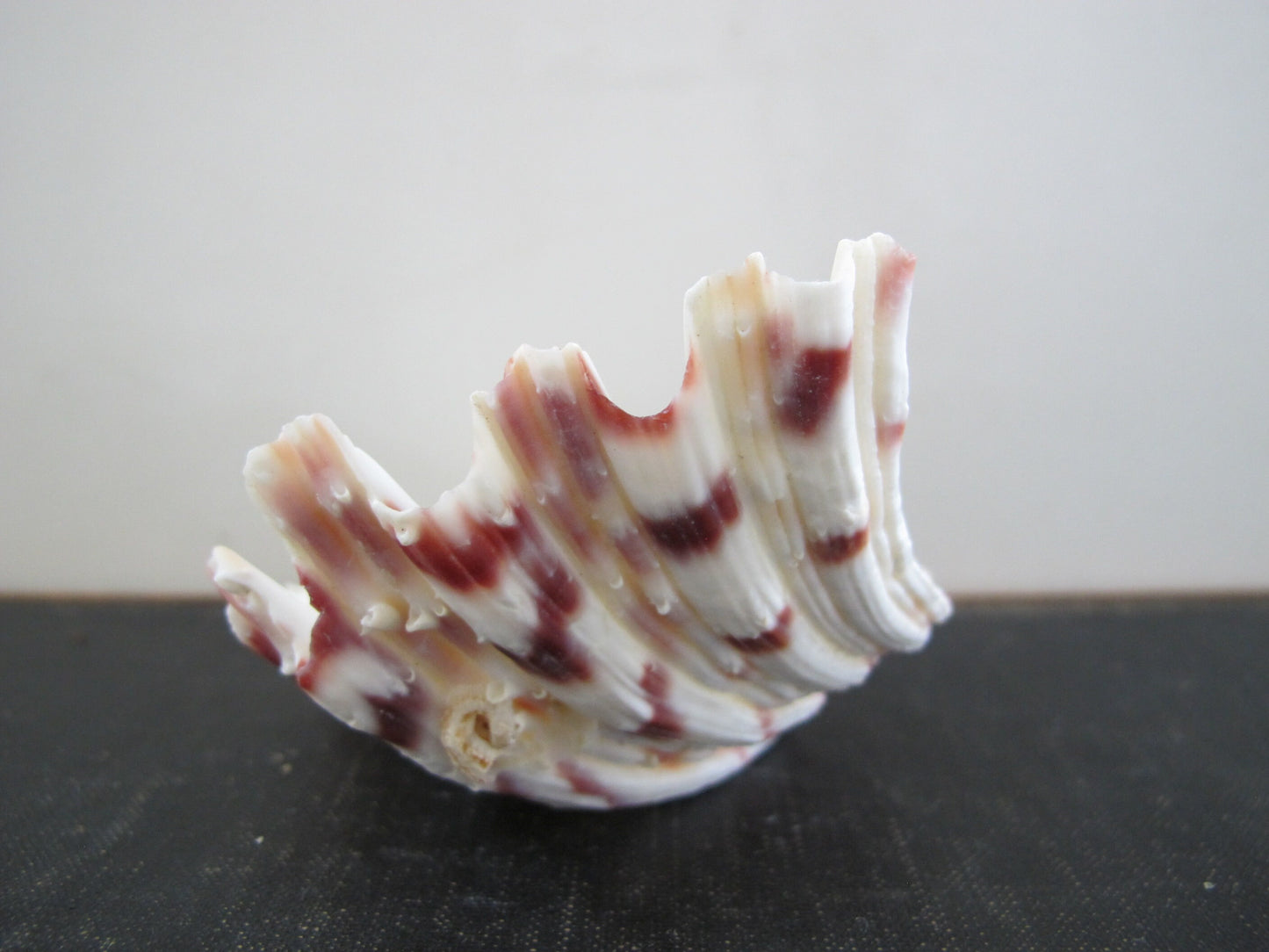 Clam Shell Smaller