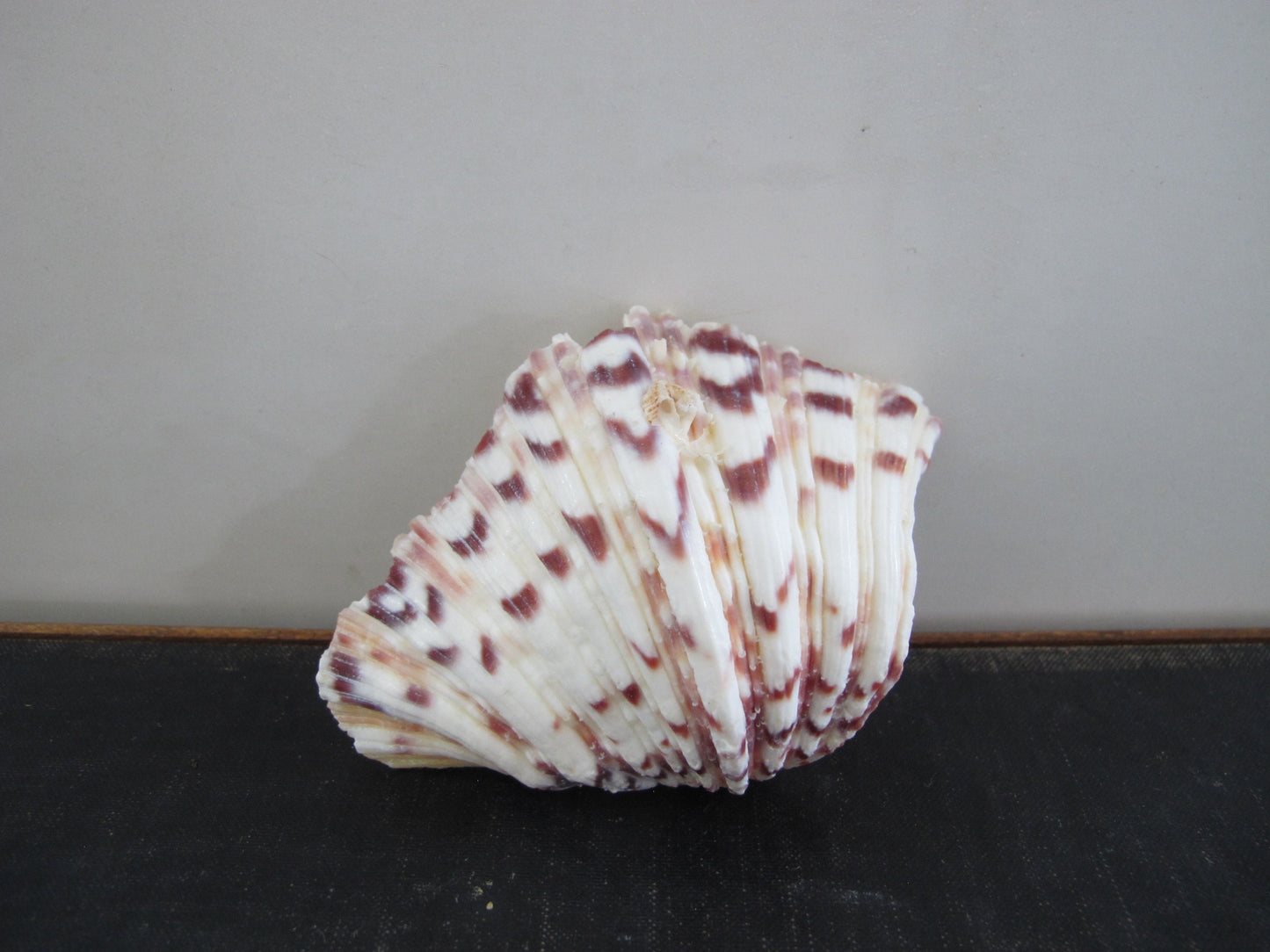 Clam Shell Smaller