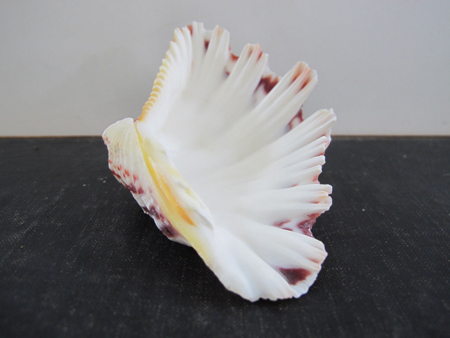 Clam Shell Smaller