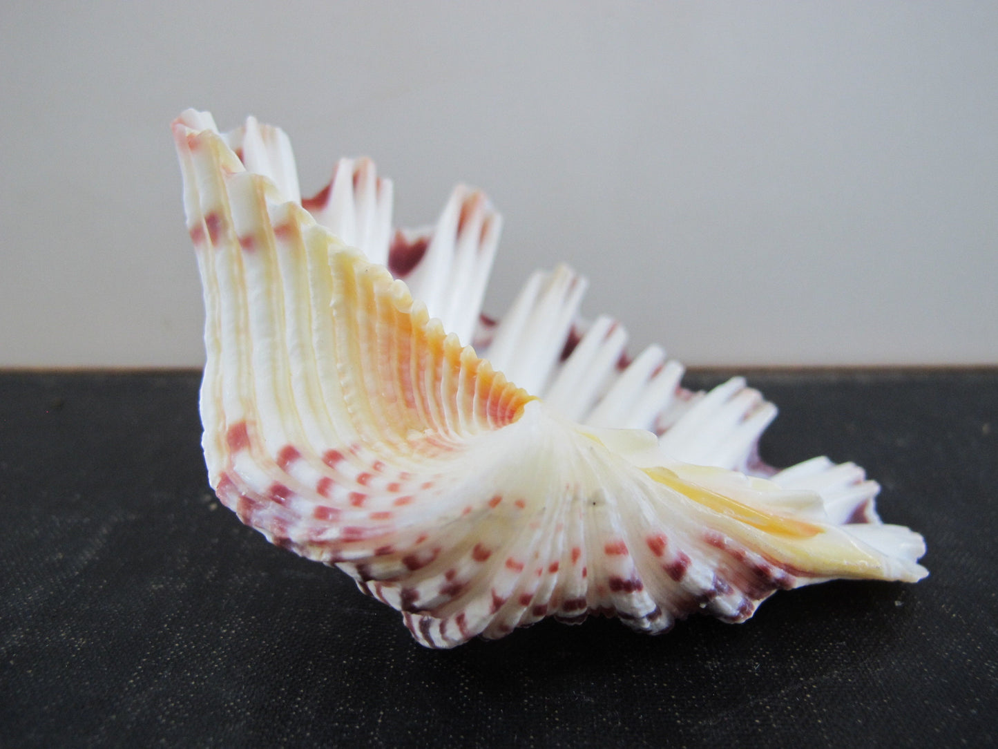 Clam Shell Smaller