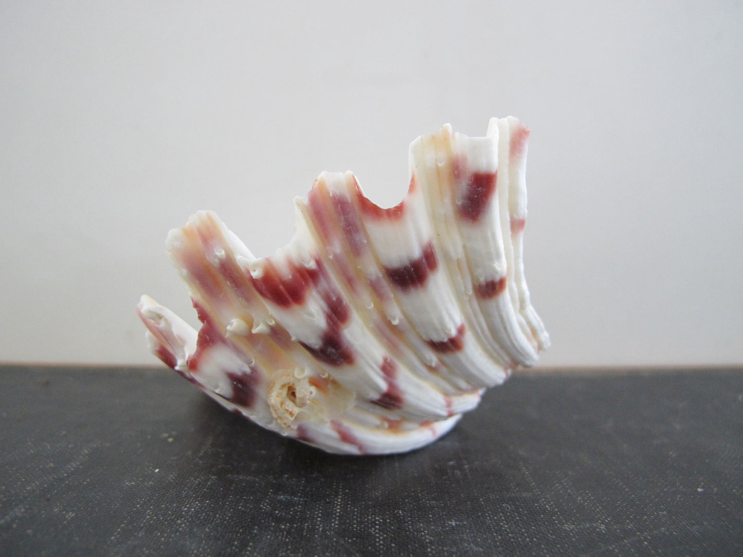 Clam Shell Smaller