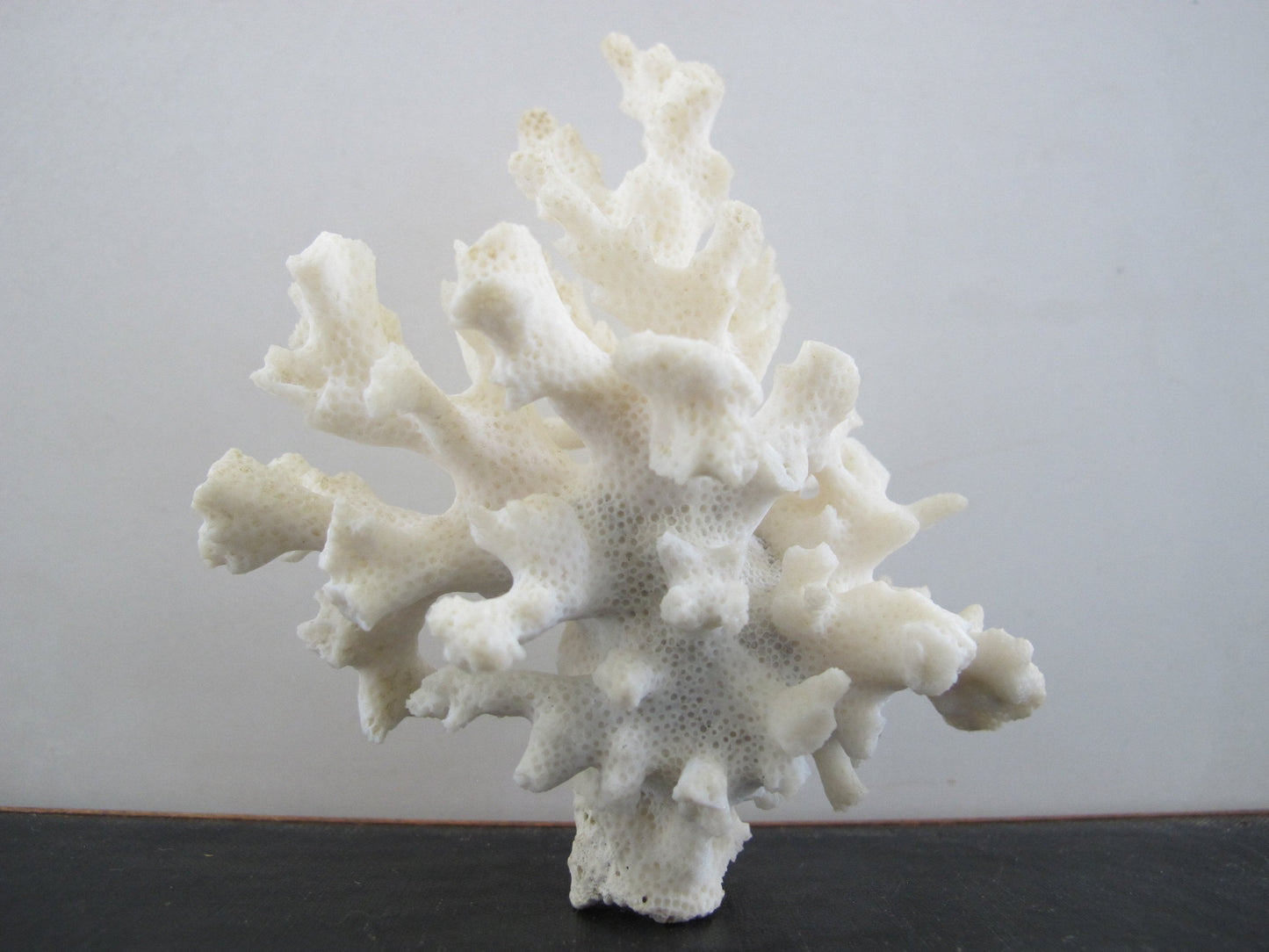 Coral White Branching Nautical Cabinet of Curiosities Wunderkammer