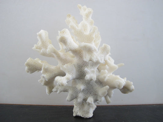Coral White Branching Nautical Cabinet of Curiosities Wunderkammer