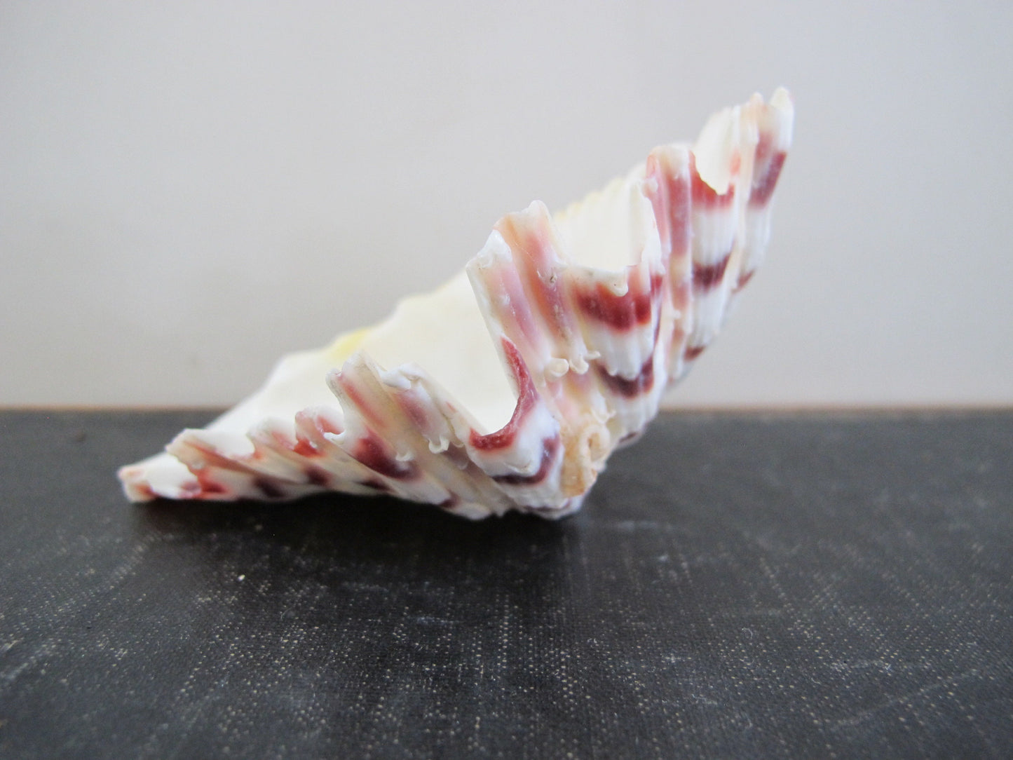 Clam Shell Smaller