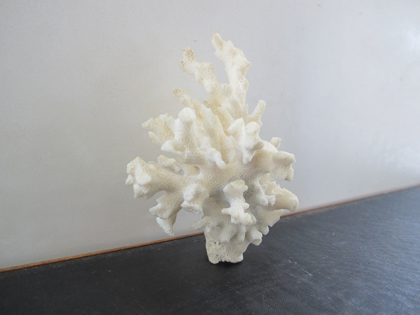 Coral White Branching Nautical Cabinet of Curiosities Wunderkammer