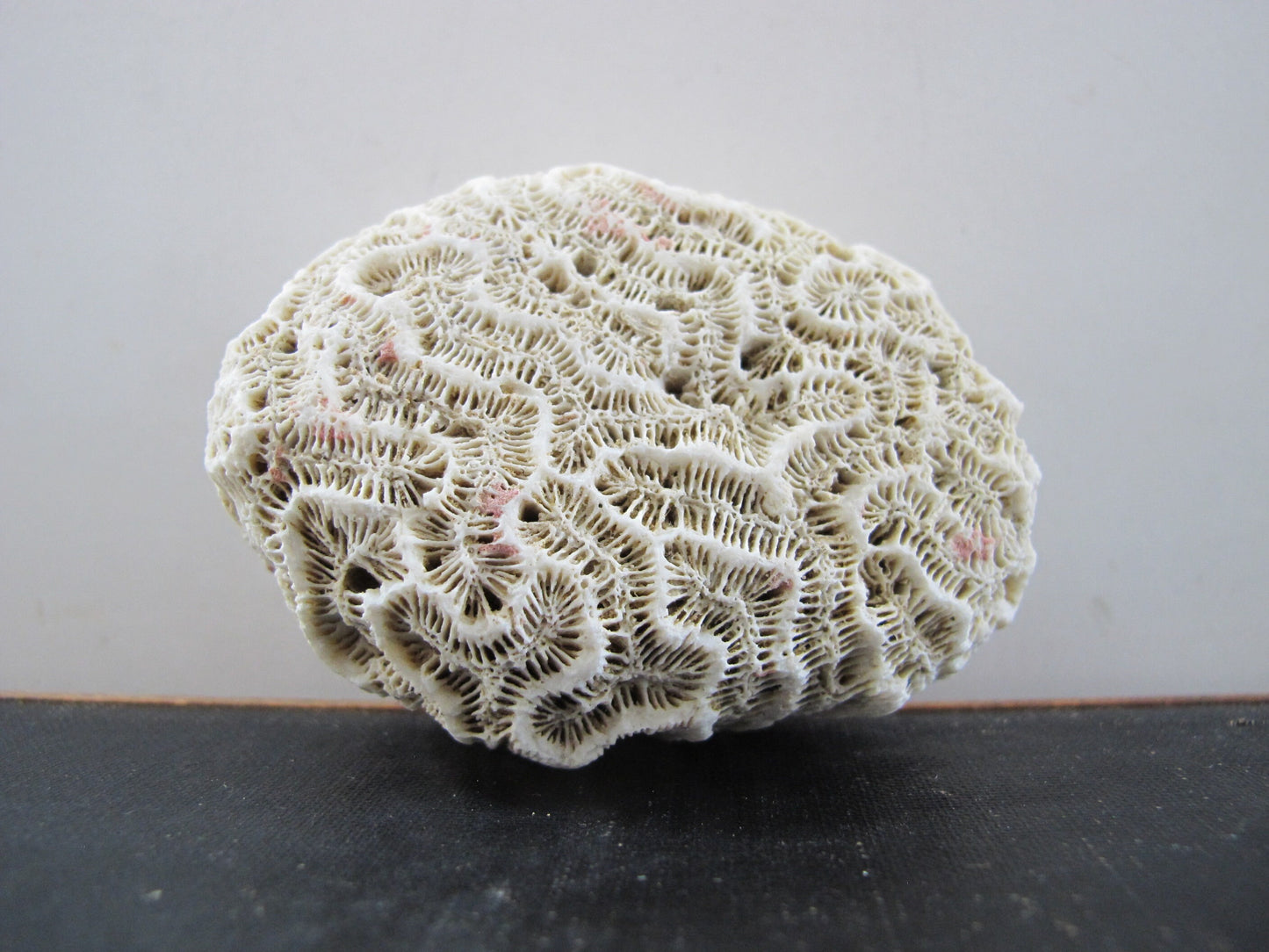Coral Specimen Nautical Sea Creature Old Collection of Curiosities Beach Wunderkammer